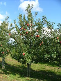 10月中旬のりんごの木