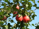 収穫から10日程前りんごの実