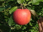 10月中旬のりんごの実