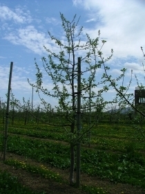 5月のりんごの木