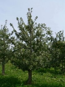 8月のりんごの木