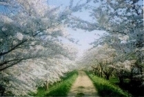 余市川右岸の桜堤の写真