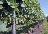 成長するワイン用ブドウの写真