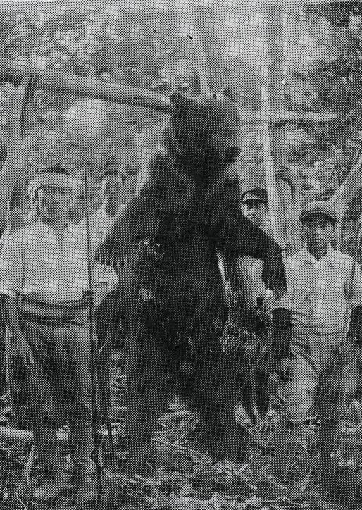 写真:捕殺された熊(豊丘町『郷土史』から)
