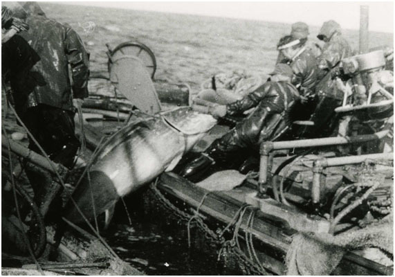 写真:マグロの定置網漁(昭和50年代)