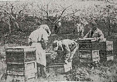 sono261