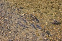 余市川を遡上する鮭の写真