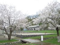 旧余市福原漁場の桜の写真