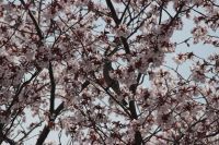 ヒヨドリと桜の写真