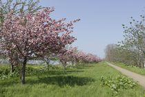 余市川堤防の八重桜の写真