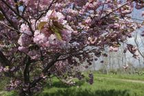 余市川堤防の八重桜の写真その2