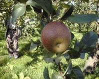りんご「緋の衣」の写真