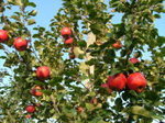 収穫時のりんごの木