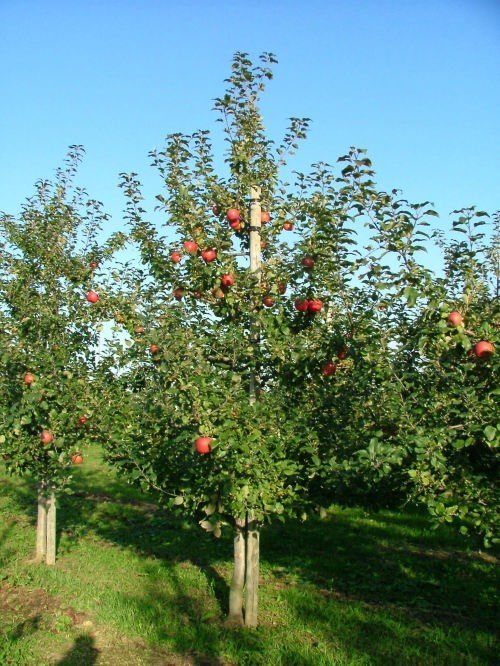 収穫時のりんごの木