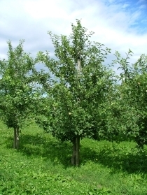 7月のりんごの木