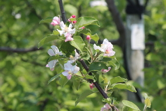 リンゴの花