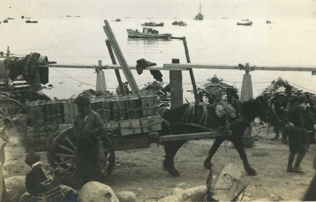 写真:荷馬車による生ニシン輸送