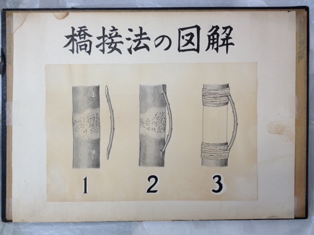 写真:写真:橋接法を天皇へ説明した際に使われた図(北海道大学、八鍬教授の書かれたもの)