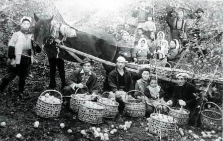写真：リンゴの収穫(登地区、昭和20年代『登郷土誌』)