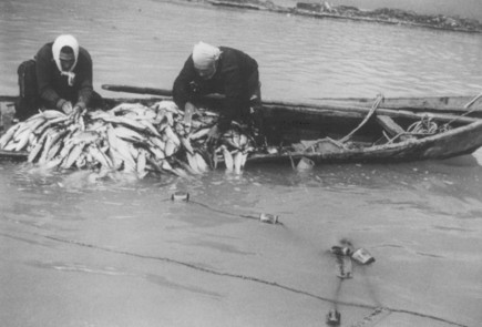 写真:かつての群来(昭和29年)