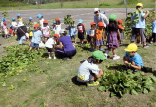 幼稚園児が作物を収穫している光景